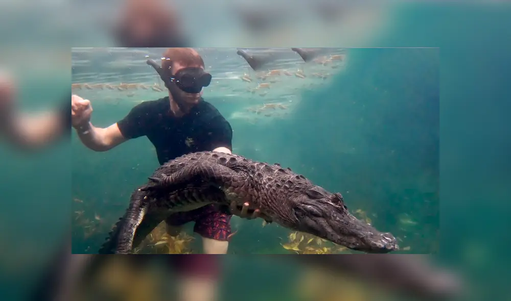 Un video viral de YouTube registró el momento en que un hombre ingresó a la piscina de un cocodrilo. Un video viral de YouTube registró el momento en que un hombre ingresó a la piscina de un cocodrilo.