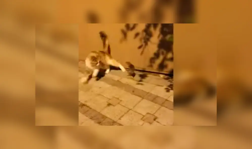 El felino estaba a punto de convertir al pequeño roedor en su cena, cuando fue sorprendido por la intempestiva reacción de este