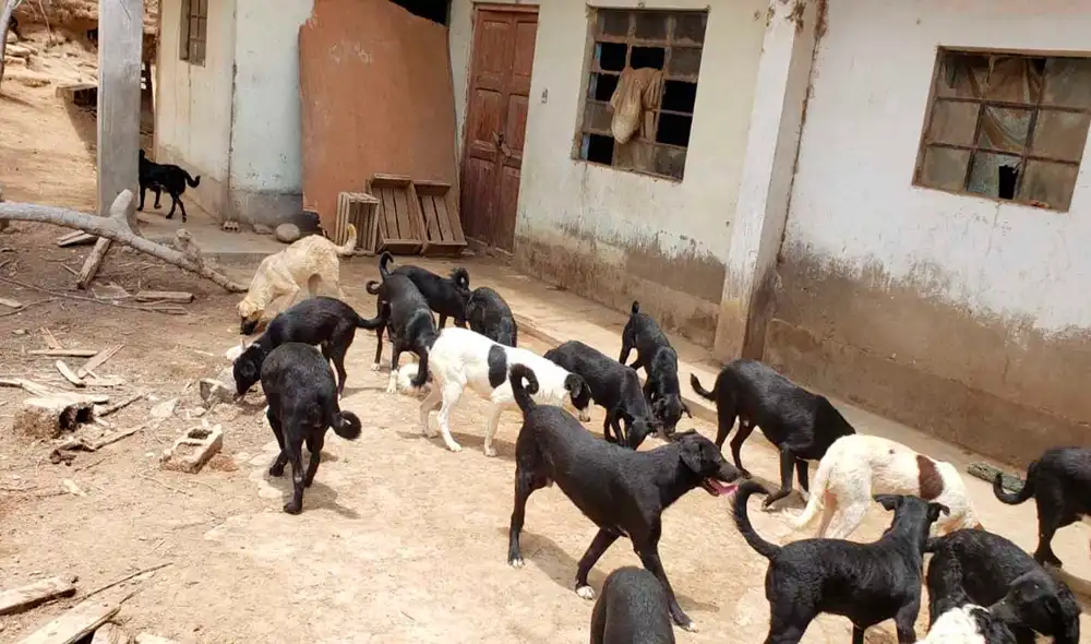 Animales son evaluados por médico veterinario para verificar su condición. Foto: Municipalidad Provincial de Tacna. Animales son evaluados por médico veterinario para verificar su condición. Foto: Municipalidad Provincial de Tacna.
