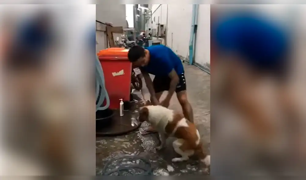 YouTube viral: perro no quiere que se dueño lo bañe y hace de todo para evitarlo YouTube viral: perro no quiere que se dueño lo bañe y hace de todo para evitarlo
