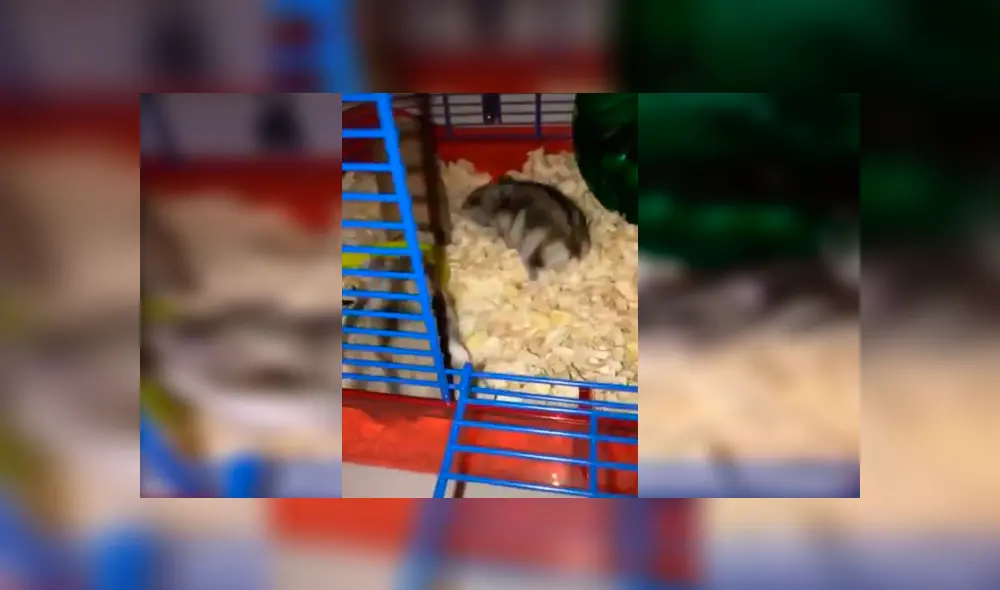 En Facebook, una chica descubrió a sus queridas mascotas protagonizando una curiosa escena durante su ausencia.