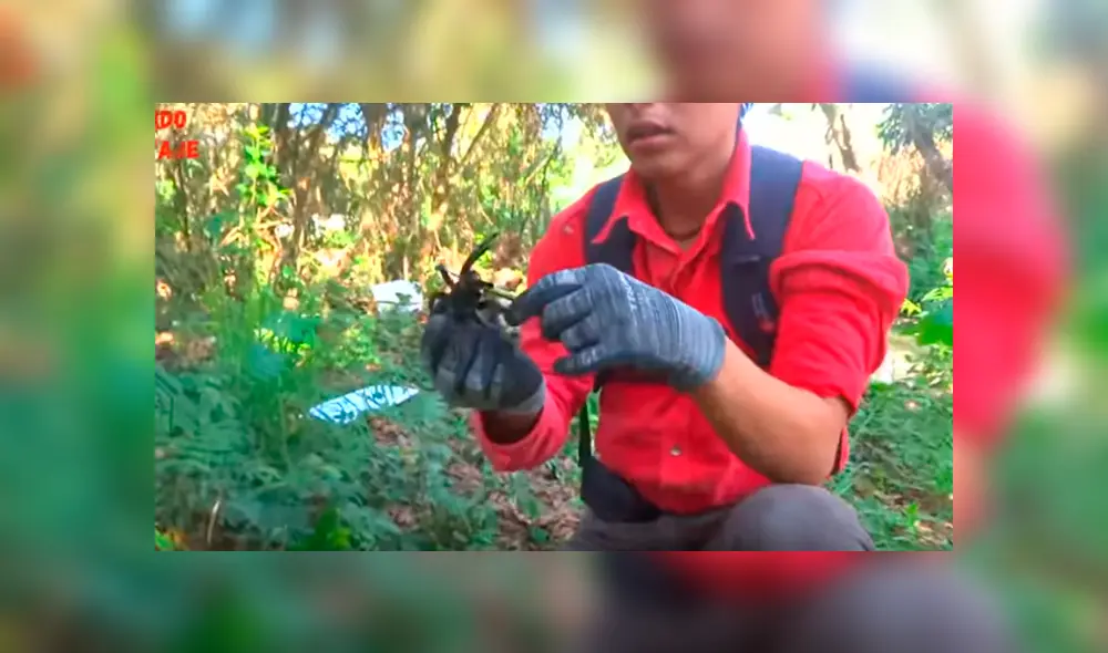 Desliza hacia la izquierda para ver el momento en que la tarántula ataca al joven del video de YouTube.