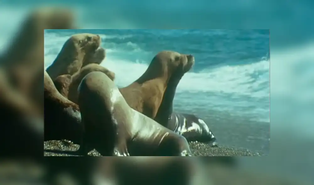 YouTube viral: Descomunal animal emerge del mar para tragar entero a un lobo marino [VIDEO] 