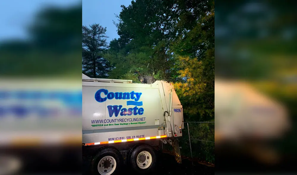 Desliza las imágenes para apreciar la acción de un oso hambriento al ponerse encima de un camión de basura. Foto: Kidder Township Police/ Referencial