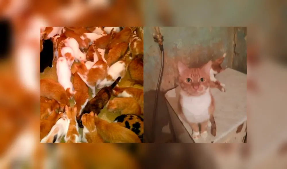Mujer no esterilizó a sus gatos durante cuatro años.