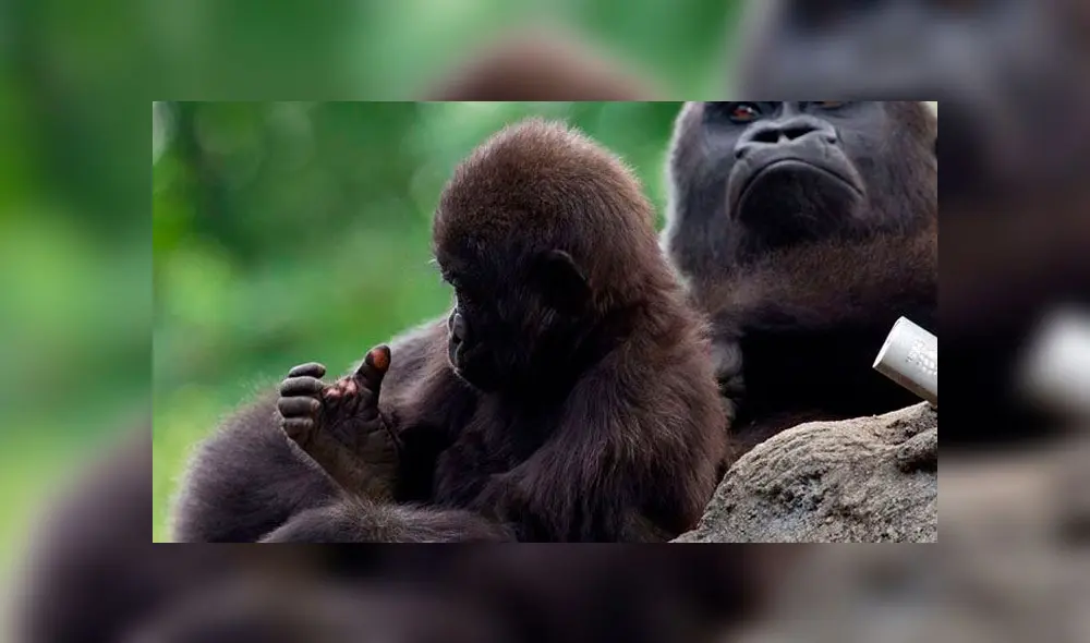 Anaka junto a su madre. Foto: Zoo de Atlanta. Anaka junto a su madre. Foto: Zoo de Atlanta.
