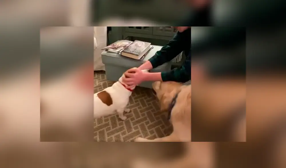 Desliza las imágenes para conocer la terrible actitud de un perro para evitar que su ‘compañero’ reciba unas caricias. Foto: Dog Lovers. Desliza las imágenes para conocer la terrible actitud de un perro para evitar que su ‘compañero’ reciba unas caricias. Foto: Dog Lovers.