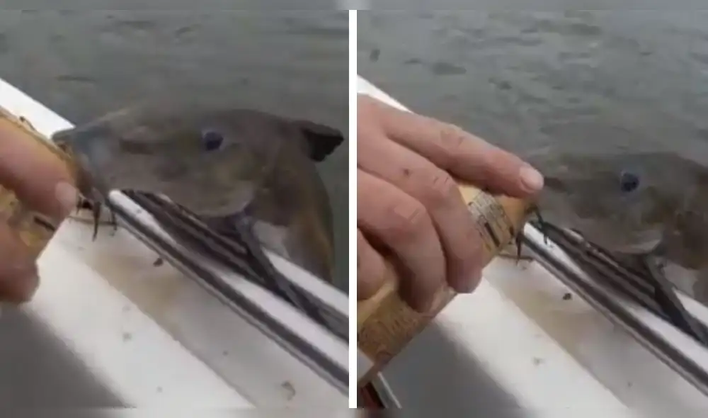 Vía Facebook: pez "borracho" sube a embarcación a pedir cerveza y deja en shock a todos [VIDEO]
