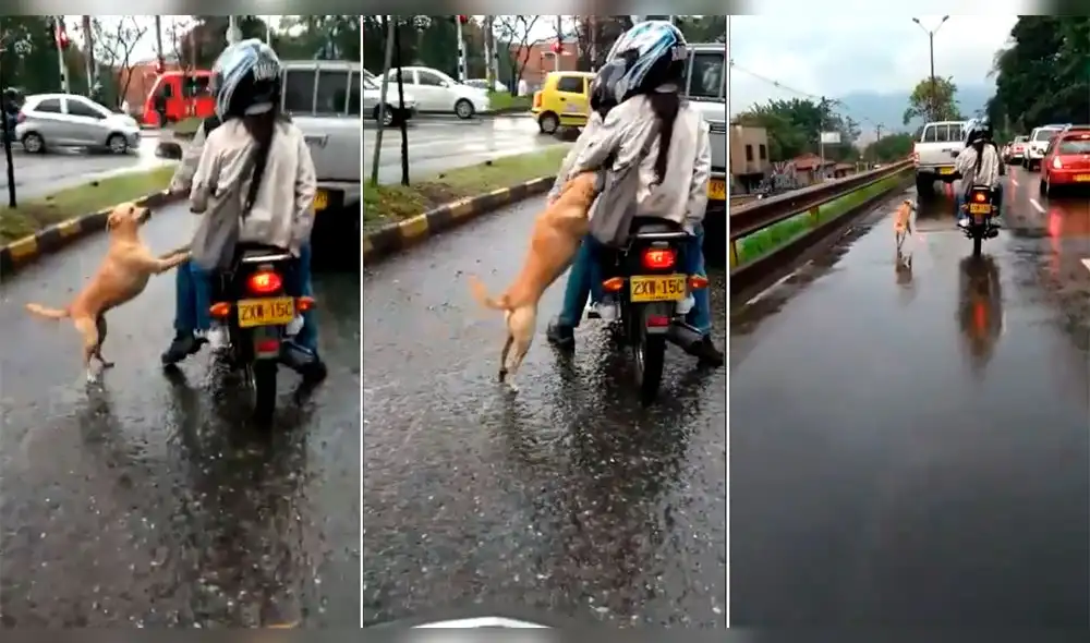 Facebook viral: Conmoción al ver a un perrito suplicando que no lo abandonen [VIDEO]