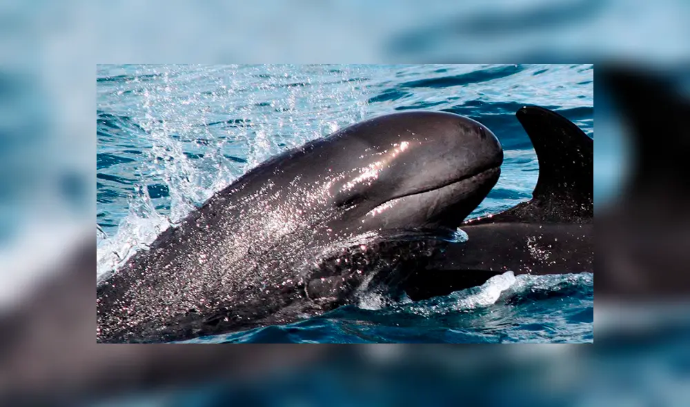 Ballena y delfín tienen cría que se volvió en la criatura marina más rara del mundo