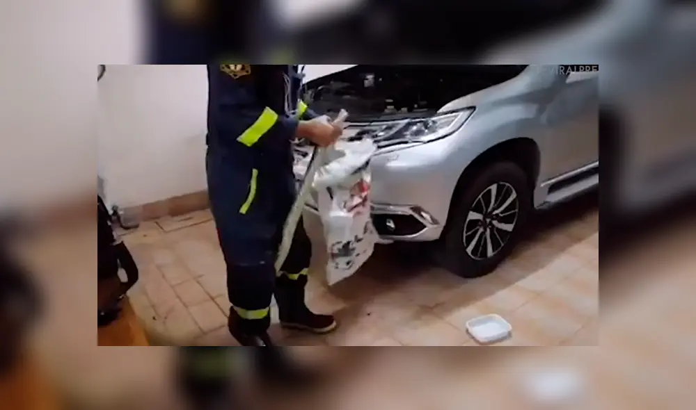 Hombre revisa su vehículo y queda en shock al descubrir una ‘misteriosa’ criatura