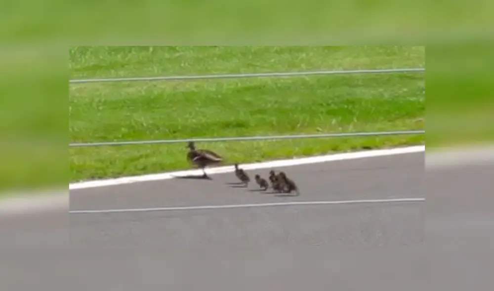 Un grupo de patos cruzaron una pista en mitad de una carrera y estuvieron a punto de morir.