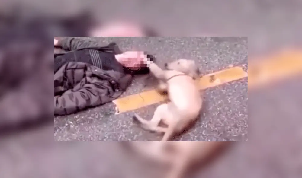 YouTube: el conmovedor momento en que un perro intenta reanimar a su dueño desmayado [VIDEO]
