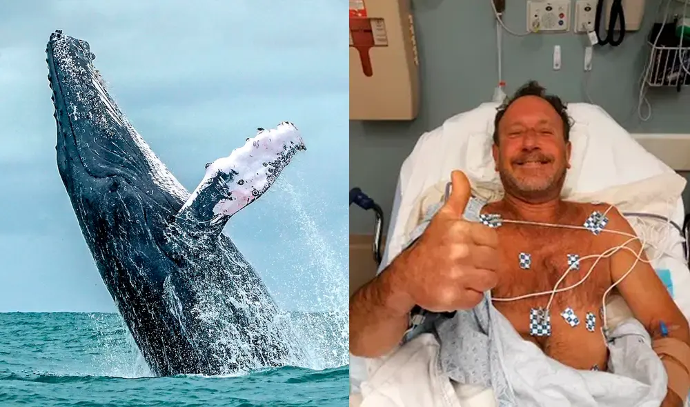 “Buceaba para buscar langostas cuando una ballena jorobada intentó comerme", contó el pescador que casi pierde la vida. Foto: AFP / Cape Cod Times