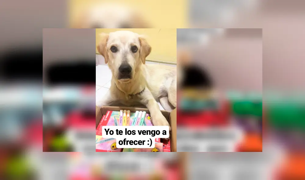 El can tiene una página de Facebook en la que vende plumones de colores para recaudar fondos y poder pagar su tratamiento El can tiene una página de Facebook en la que vende plumones de colores para recaudar fondos y poder pagar su tratamiento