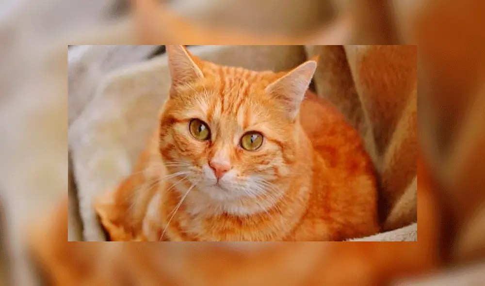 Gato sobrevivió cerca de una semana tras recibir flechazo en su cabeza