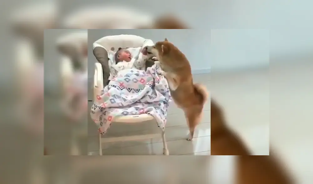 El can se acercó al bebé tras verlo llorando desconsoladamente en su mecedora y su peculiar conducta sorprendió a todos en YouTube El can se acercó al bebé tras verlo llorando desconsoladamente en su mecedora y su peculiar conducta sorprendió a todos en YouTube