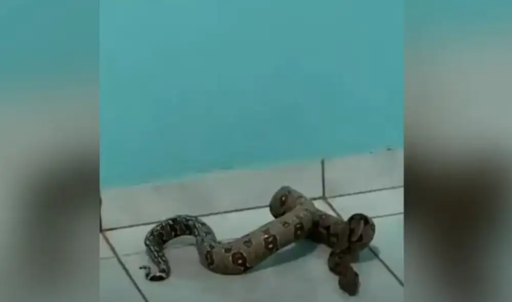 Desliza hacia la izquierda para ver las imágenes del video viral. Foto: captura de YouTube.