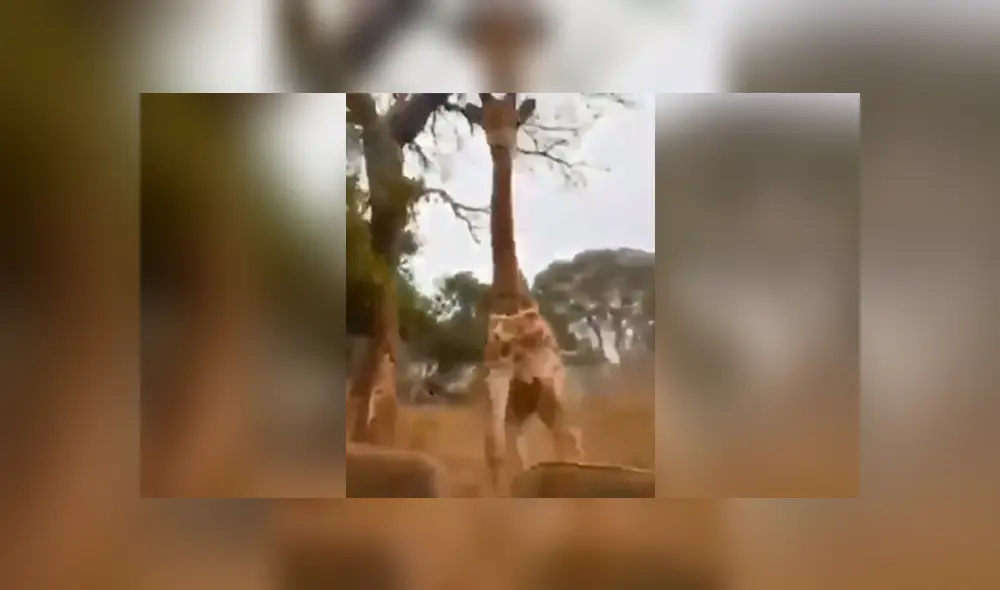 Desliza la imagen de Facebook para ver la feroz persecución. Foto: SudhaRamenIFS/Twitter