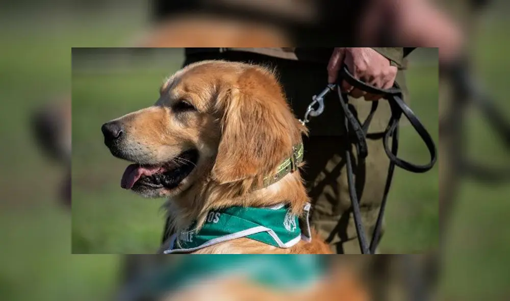 Miembros del equipo de entrenamiento canino de la policía chilena juegan con un perro Golden Retriever llamado Clifford. Foto: AFP. Miembros del equipo de entrenamiento canino de la policía chilena juegan con un perro Golden Retriever llamado Clifford. Foto: AFP.