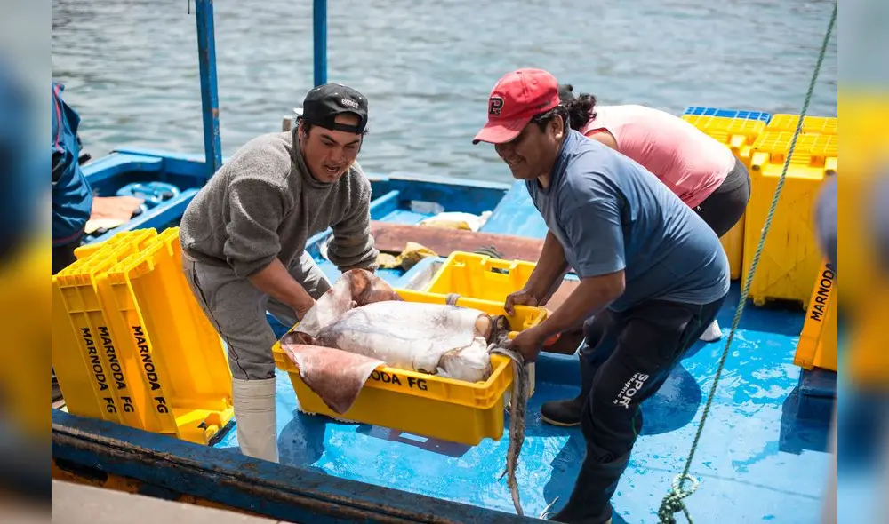 Produce: Límite para la captura del calamar gigante será de 560 mil toneladas para el 2020 