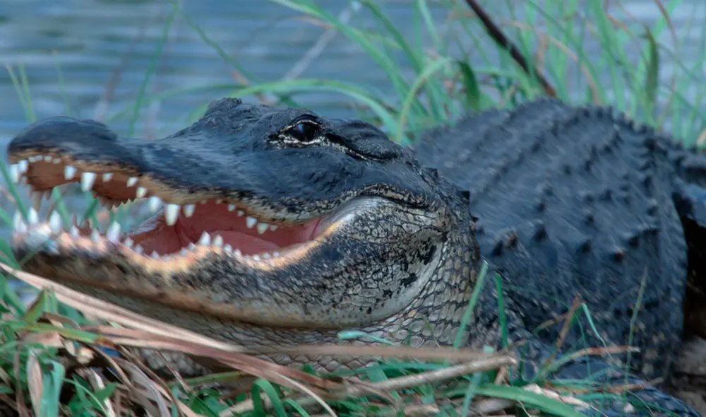 Padre salva a su hija de 4 años del feroz ataque de un caimán. Foto: Henry, P. / www.globallookpress.com