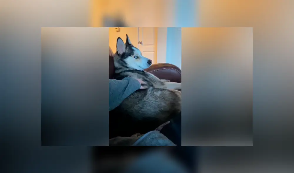 Desliza las imágenes hacia la izquierda para observar el furioso comportamiento de un perro contra su dueño.