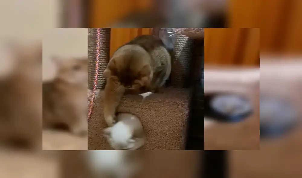 YouTube viral: gato se pone celoso de la nueva mascota de su dueño y lo encierra [VIDEO]