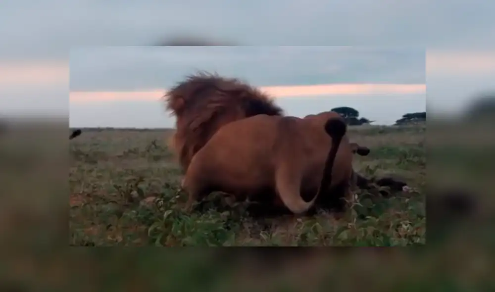 YouTube: Una hiena encontró la muerte al ingresar por error a un campo de leones [VIDEO]