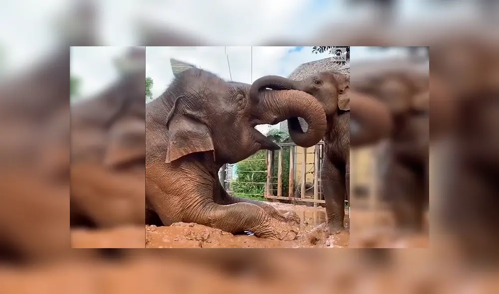 En YouTube, una mamá elefante fue captada en el preciso momento que protagonizó junto a su cría.