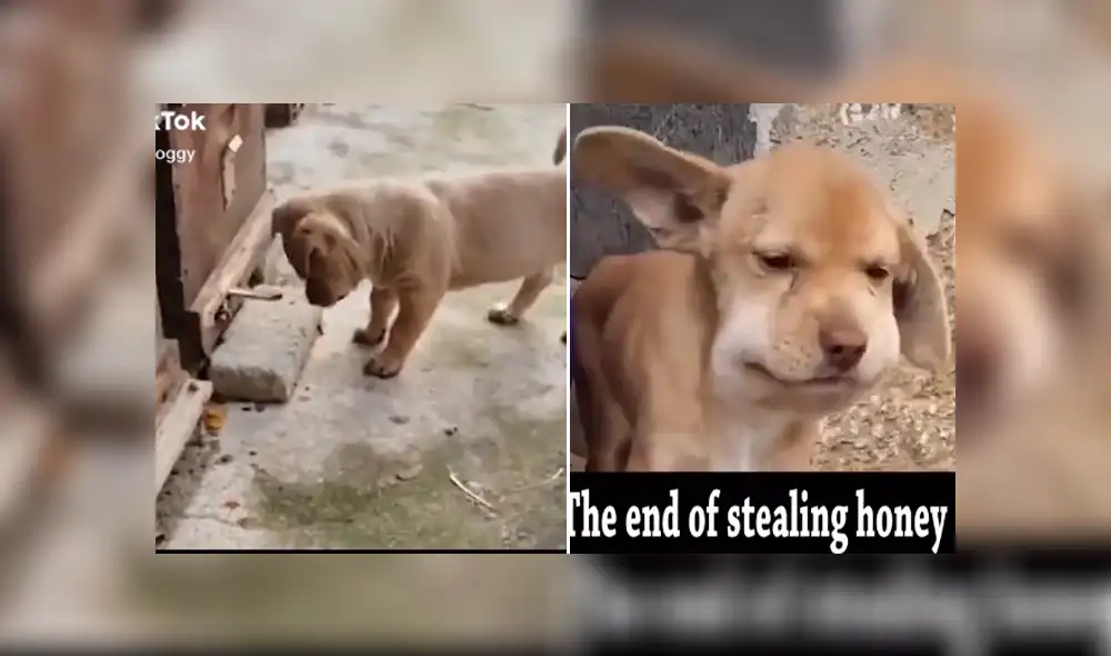 A través de TikTok se hizo viral el momento en que un curioso perro recibe picaduras de varias abejas tras acercarse a un panal.