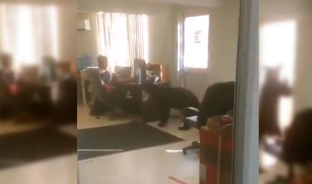 El animal recorrió la oficina sin dañar a ningún trabajador. Foto: Captura/Twitter/@garridohiram El animal recorrió la oficina sin dañar a ningún trabajador. Foto: Captura/Twitter/@garridohiram