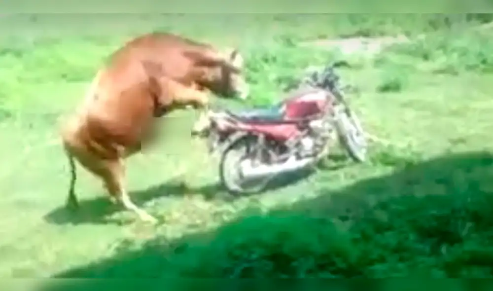 Facebook: peculiar toro pasa 'bochornoso' momento al intentar montar una moto [VIDEO]