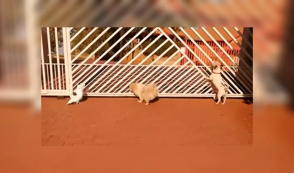 Un ave fue captada comportándose como si fuera un perro, lo cual ha causado el asombro de miles. Un ave fue captada comportándose como si fuera un perro, lo cual ha causado el asombro de miles.