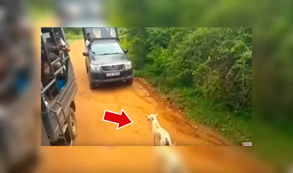 YouTube viral: perro ingresa a peligroso campo de depredadores, aparece leopardo y sucede lo peor [VIDEO] 