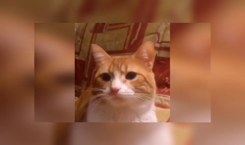 Desliza las imágenes para conocer el tremendo regaño que dio un gato a su dueño por no prestarle atención. Desliza las imágenes para conocer el tremendo regaño que dio un gato a su dueño por no prestarle atención.