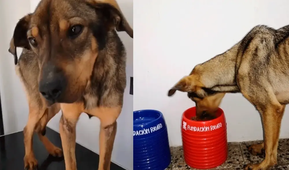 La Fundación Rayito vende platos para mascotas con el fin de ayudar a Cachorra. Foto: Composición / Instagram / Facebook. La Fundación Rayito vende platos para mascotas con el fin de ayudar a Cachorra. Foto: Composición / Instagram / Facebook.