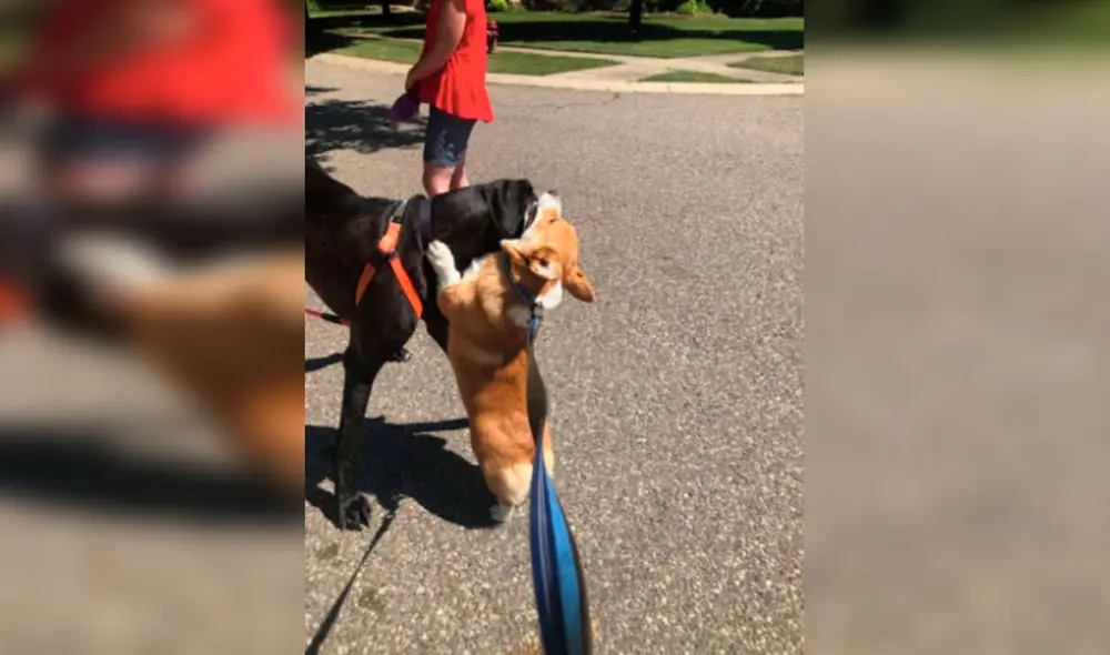 Desliza las imágenes para apreciar la emotiva acción de un perro corgi cuando se encuentra con otros animales. Foto: Instagram Desliza las imágenes para apreciar la emotiva acción de un perro corgi cuando se encuentra con otros animales. Foto: Instagram