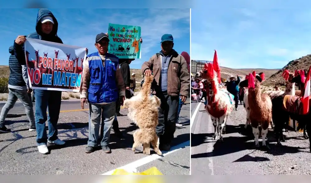 Arequipa: Bloquean vías por muerte de vicuñas y contaminación en Pampa Cañahuas [VIDEO Y FOTOS]