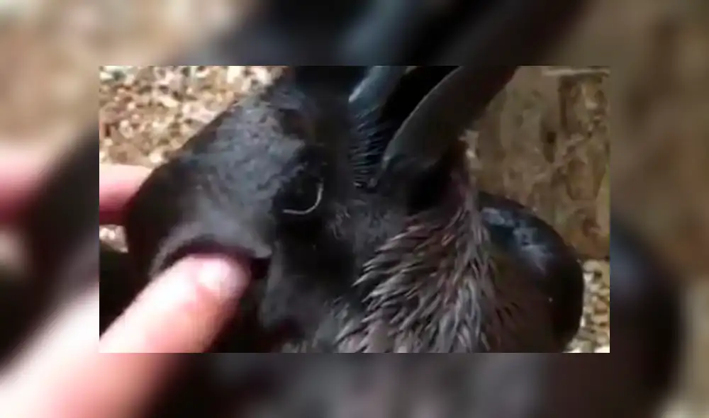 ¿Qué animal ves? A través de Twitter, la nueva ilusión óptica de un cuervo/conejo abrió la discusión en redes sociales con el video viral de un extraño animal.