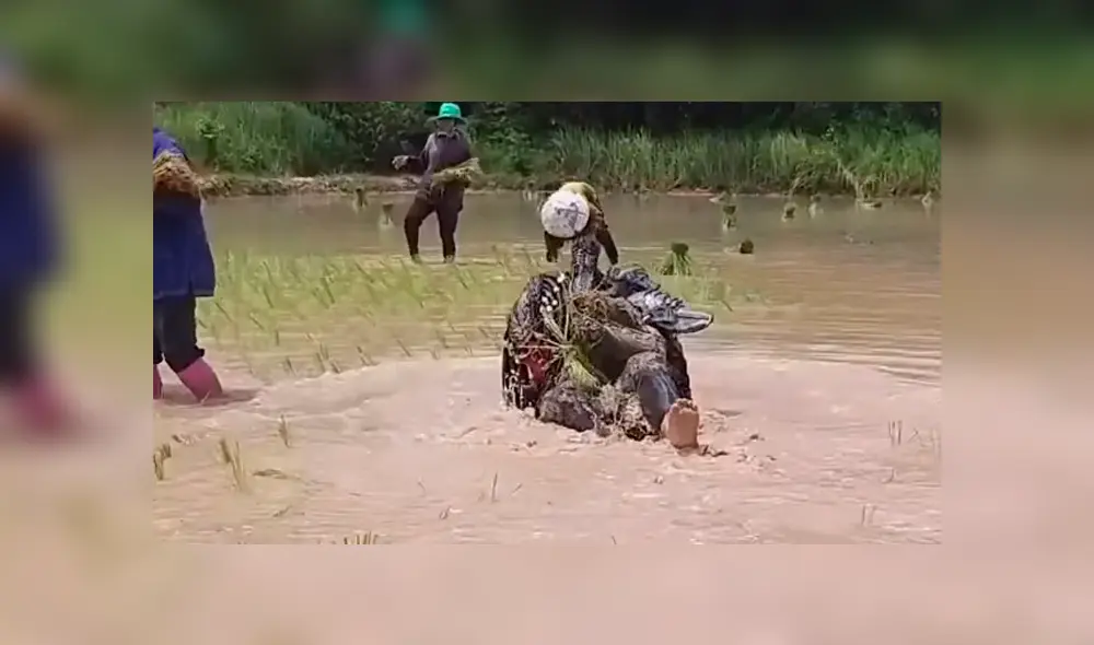 Video viral de Facebook mostró el preciso instante en que un hombre disfrazado de ‘Depredador’ fue captado cosechando arroz en Tailandia.