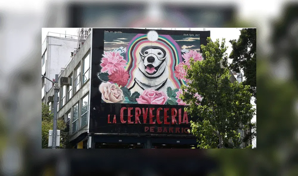 México: perros de rescate