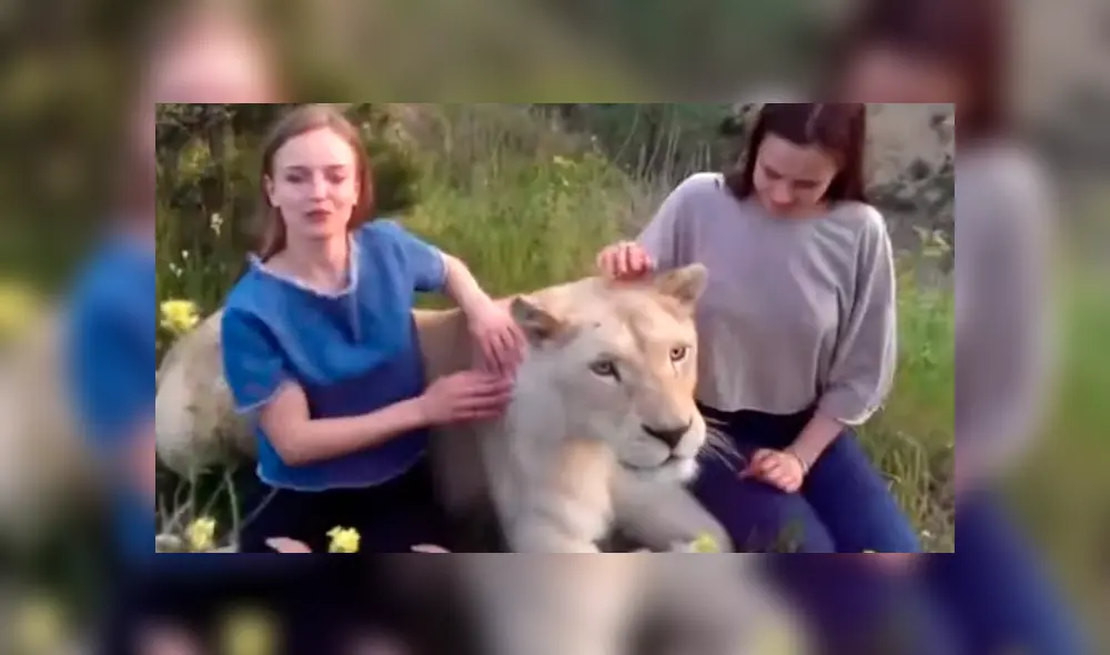 Dos turistas ingresaron a recinto de leona para tomarse fotografías. Dos turistas ingresaron a recinto de leona para tomarse fotografías.