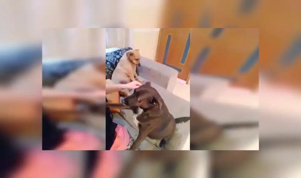 YouTube viral: Perro se pone celoso al ver que su dueña le da cariño a la nueva mascota [VIDEO]