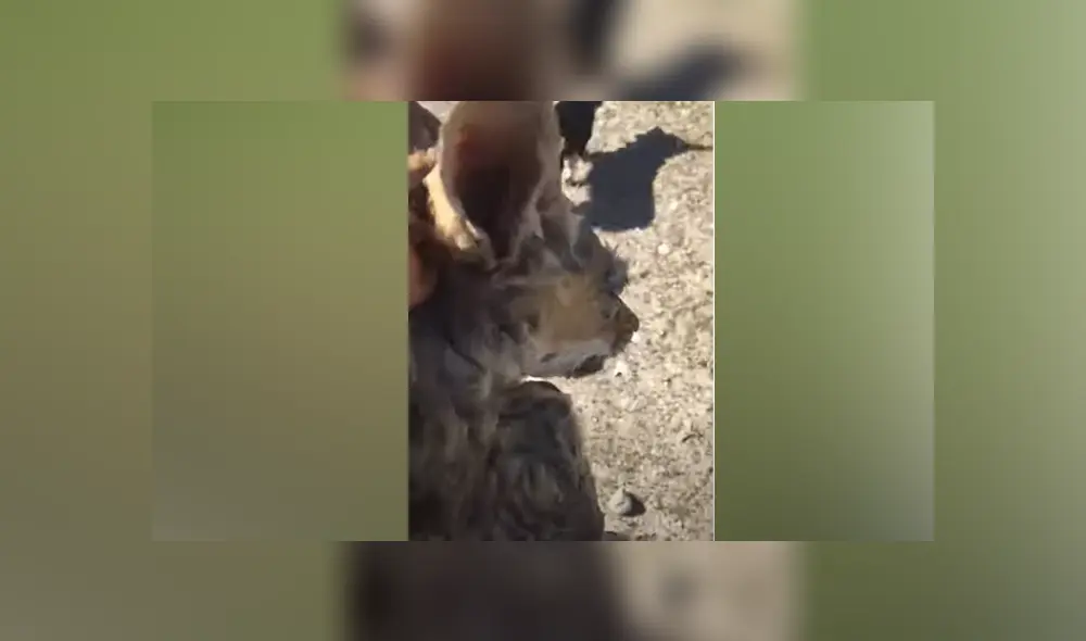 Desliza hacia la izquierda para ver las imágenes del viral de YouTube.