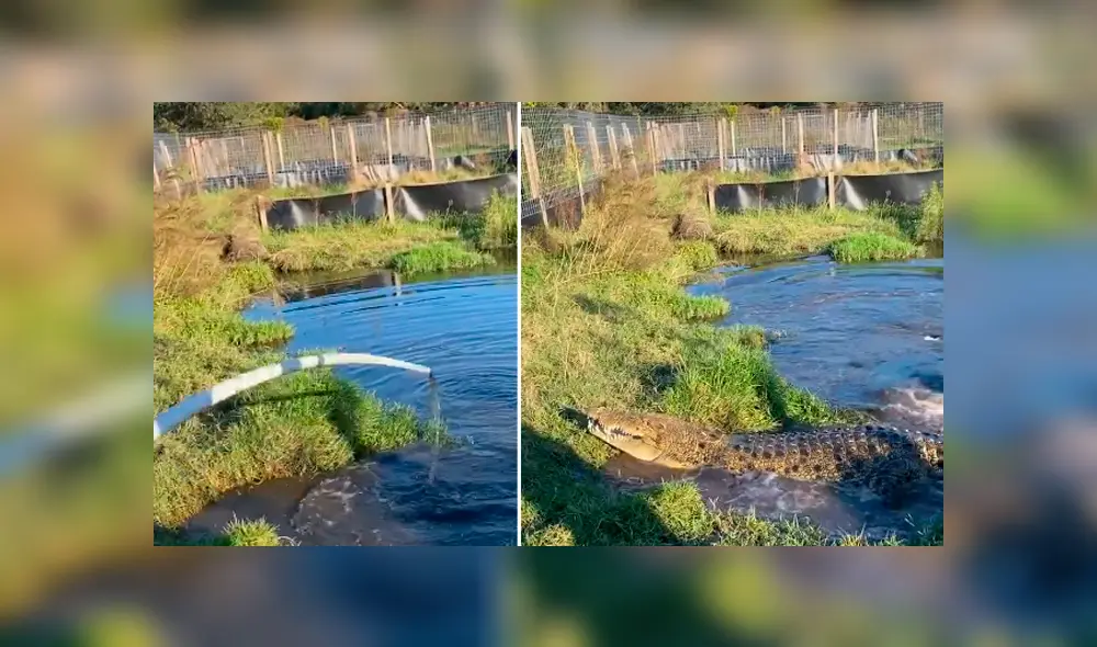 Desliza hacia la izquierda para ver la reacción del cocodrilo a un grupo de jóvenes. El video es viral en YouTube. Desliza hacia la izquierda para ver la reacción del cocodrilo a un grupo de jóvenes. El video es viral en YouTube.