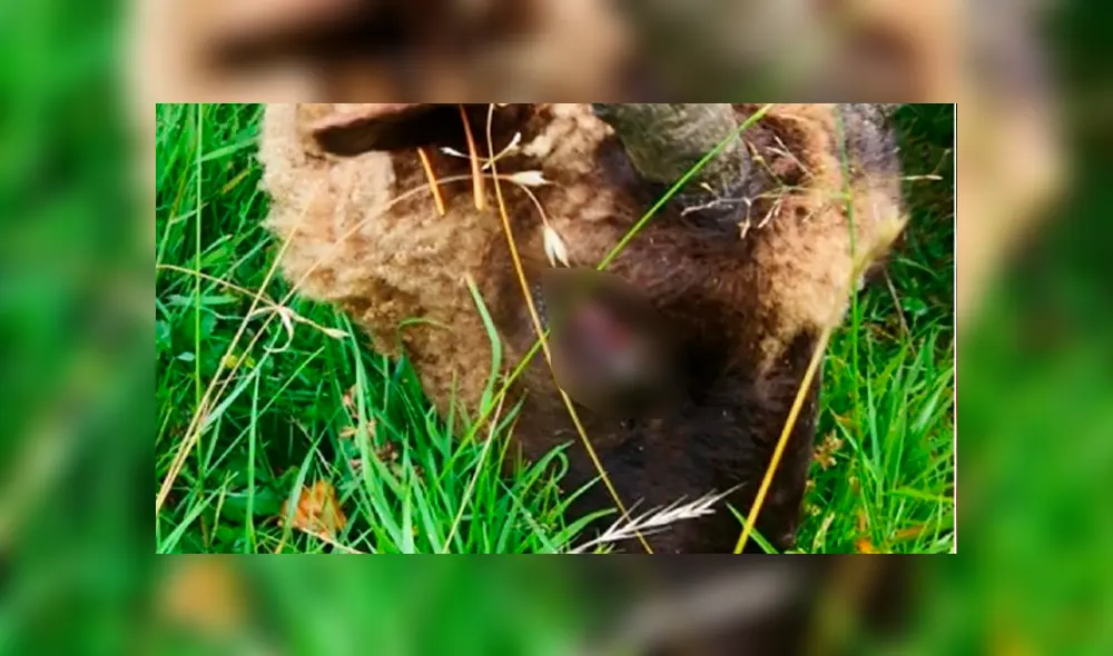 Escolares arrancan los cuernos y agreden en los ojos a rebaño de ovejas [FOTOS] 