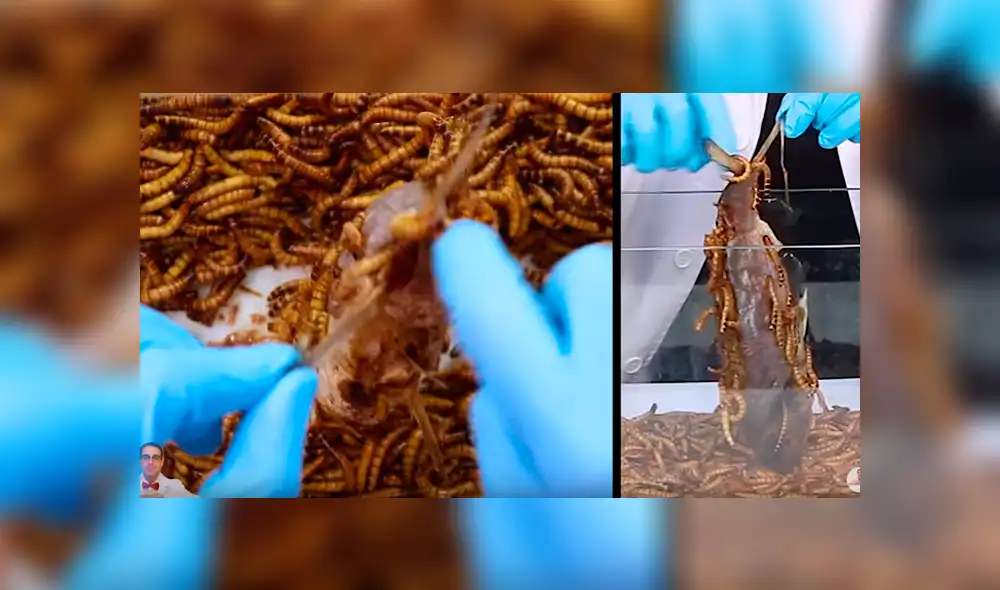 YouTube viral: Arroja pescado a recipiente lleno de gusanos carnívoros y esto sucede [VIDEO]