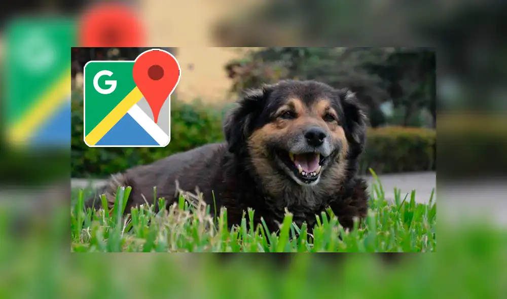 Google Maps: captan a la querida mascota 'Perrovaca' en su lugar favorito de la UNMSM [FOTOS]
