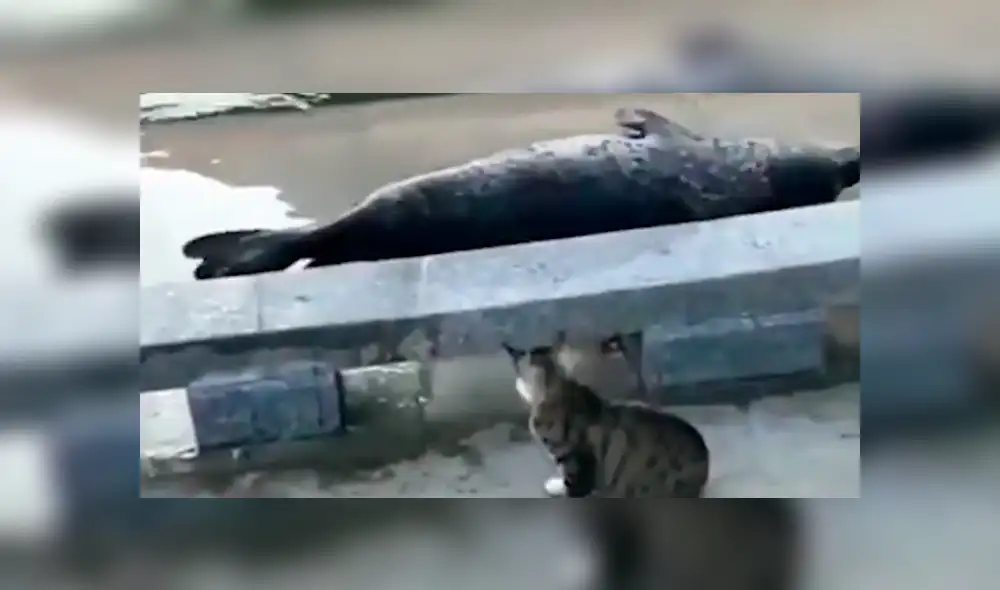 Facebook viral: cobarde foca finge su muerte para que gato no le siga golpeando [VIDEO]